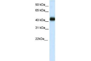 WB Suggested Anti-NKX2-4 Antibody Titration:  0. (NK2 Homeobox 4 抗体  (C-Term))