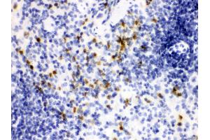 Anti- Lipocalin 2 Picoband antibody, IHC(P) IHC(P): Mouse Spleen Tissue (Lipocalin 2 抗体  (AA 21-198))
