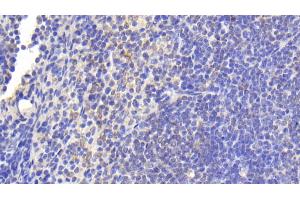 Detection of TNFSF14 in Mouse Spleen Tissue using Polyclonal Antibody to Tumor Necrosis Factor Ligand Superfamily, Member 14 (TNFSF14) (TNFSF14 抗体  (AA 51-239))