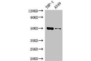 Western Blot Positive WB detected in: THP-1 whole cell lysate, A549 whole cell lysate All lanes: IRF3 antibody at 5 μg/mL Secondary Goat polyclonal to rabbit IgG at 1/50000 dilution Predicted band size: 50 kDa Observed band size: 50 kDa (IRF3 抗体  (AA 1-452))