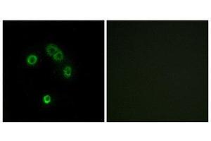 Immunofluorescence (IF) image for anti-Taste Receptor, Type 2, Member 13 (TAS2R13) (Internal Region) antibody (ABIN1853348) (TAS2R13 抗体  (Internal Region))