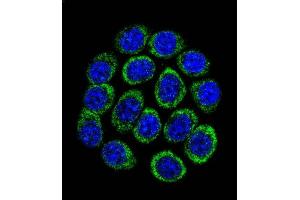 Confocal immunofluorescent analysis of TPH1 Antibody (N-term) (ABIN390917 and ABIN2841120) with 293 cell followed by Alexa Fluor 488-conjugated goat anti-rabbit lgG (green). (Tryptophan Hydroxylase 1 抗体  (N-Term))