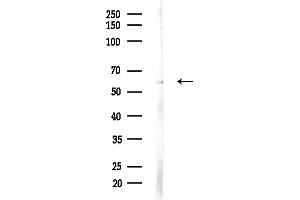 anti-EFNB1/2 (C-Term) antibody