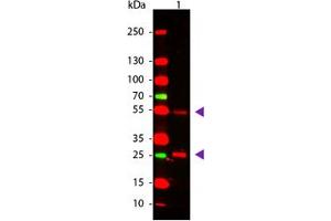 Image no. 1 for Rabbit anti-Goat IgG (Whole Molecule) antibody (ABIN300281) (兔 anti-山羊 IgG (Whole Molecule) Antibody)