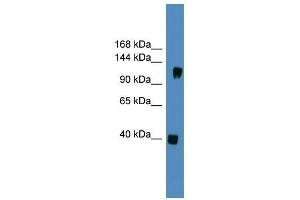 CNTN1 antibody used at 0. (Contactin 1 抗体  (N-Term))