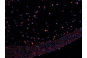Image no. 3 for anti-Leptin (LEP) antibody (ABIN465758) (Leptin 抗体)