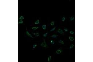 Immunofluorescence (IF) image for anti-Acetyl-CoA Acyltransferase 2 (ACAA2) antibody (ABIN1495727) (ACAA2 抗体)