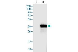 Western blot analysis of HEK293T cell lysate using FCN1 polyclonal antibody . (FCN1 抗体)