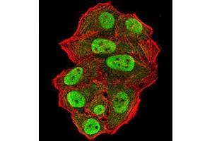 Immunofluorescence analysis of Hela cells using UFD1L mouse mAb (green). (UFD1L 抗体  (AA 208-307))
