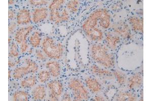 DAB staining on IHC-P; Samples: Human Kidney Tissue (APOL1 抗体  (AA 1-238))