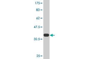 Western Blot detection against Immunogen (36. (Transferrin 抗体  (AA 551-650))