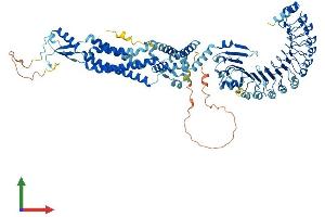 AlphaFold protein structure predicition of Mouse Recombinant Lrrc8a Protein, UniprotID Q80WG5