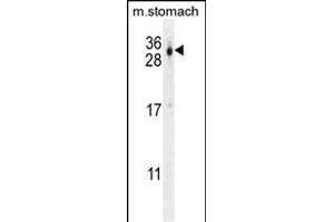 C Antibody (C-term) (ABIN654725 and ABIN2844413) western blot analysis in mouse stomach tissue lysates (35 μg/lane). (CU070 Protein 抗体  (C-Term))