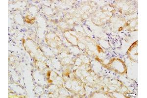 Formalin-fixed and paraffin embedded mouse kidney tissue labeled with Anti-MCKD2/UMOD Polyclonal Antibody, Unconjugated  at 1:200 followed by conjugation to the secondary antibody and DAB staining (Uromodulin 抗体  (AA 351-450))
