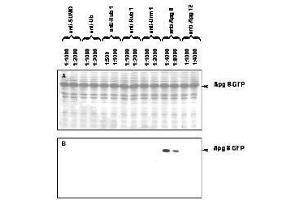 Western blot of APG8 fusion protein. (APG8 抗体)