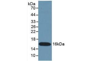 Detection of Recombinant IFNg, Mouse using Monoclonal Antibody to Interferon Gamma (IFNg) (Interferon gamma 抗体  (AA 23-155))