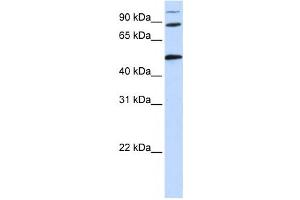 Western Blotting (WB) image for anti-Component of Oligomeric Golgi Complex 4 (COG4) antibody (ABIN2459867) (COG4 抗体)
