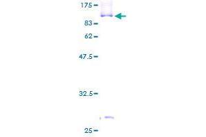 SNX9 Protein (AA 1-595) (GST tag)