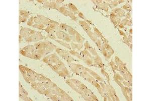 Immunohistochemistry of paraffin-embedded human heart tissue using ABIN7162809 at dilution of 1:100 (PPIF 抗体  (AA 30-207))