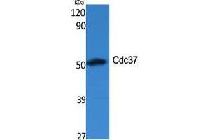 Western Blot (WB) analysis of specific cells using Cdc37 Polyclonal Antibody. (CDC37 抗体  (Internal Region))