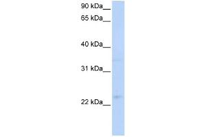 WB Suggested Anti-TNFRSF18 Antibody   Titration: 1 ug/ml   Positive Control: Hela Whole Cell (TNFRSF18 抗体  (C-Term))