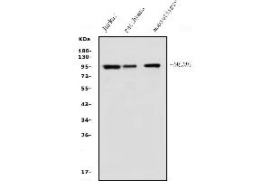 Western blot analysis of MCM5 using anti-MCM5 antibody (ABIN7600582).