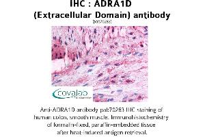 Image no. 1 for anti-Adrenergic Receptor, alpha 1d (ADRA1D) (2nd Extracellular Domain) antibody (ABIN1731576)