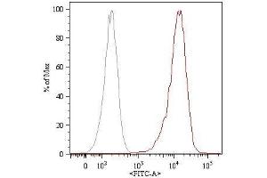 Surface staining (flow cytometry) of HUVEC (human umbilical vein endothelial cells) with anti-human CD105 (MEM-226) FITC. (Endoglin 抗体  (APC))