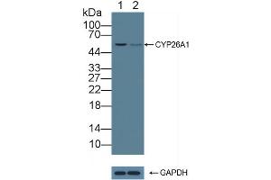 Knockout Varification: Lane 1: Wild-type Jurkat cell lysate, Lane 2: CYP26A1 knockout Jurkat cell lysate, Predicted MW: 49,56kd Observed MW: 56kd Primary Ab: 3 μg/mL Rabbit Anti-Human CYP26A1 Antibody Second Ab: 0.
