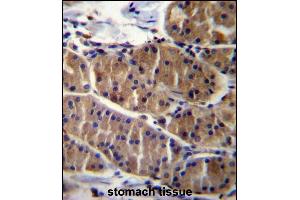LRS Antibody (N-term) (ABIN656897 and ABIN2846096) immunohistochemistry analysis in formalin fixed and paraffin embedded human stomach tissue followed by peroxidase conjugation of the secondary antibody and DAB staining. (LRSAM1 抗体  (N-Term))