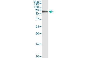Immunoprecipitation of CALCOCO2 transfected lysate using anti-CALCOCO2 MaxPab rabbit polyclonal antibody and Protein A Magnetic Bead , and immunoblotted with CALCOCO2 purified MaxPab mouse polyclonal antibody (B01P) . (CALCOCO2 抗体  (AA 1-446))