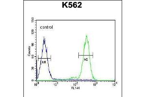 Flow cytometric analysis of K562 cells (right histogram) compared to a negative control cell (left histogram). (RTP4 抗体  (C-Term))