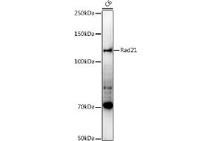 Western blot analysis of extracts of C6 cells, using Rad21 antibody (ABIN7269822) at 1:1000 dilution. (RAD21 抗体)
