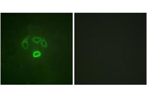 Immunofluorescence (IF) image for anti-Growth Factor Receptor-Bound Protein 10 (GRB10) (AA 33-82), (pTyr67) antibody (ABIN1531649)