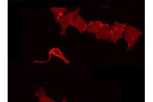 ABIN6266857 staining HepG2 by IF/ICC. (AZI2 抗体  (N-Term))