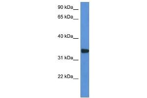 Western Blot showing HCCS antibody used at a concentration of 1 ug/ml against HepG2 Cell Lysate