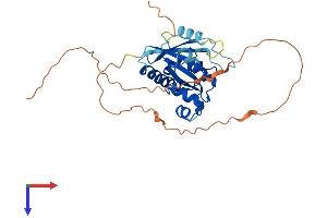 GIMAP6 Protein (AA 1-305) (His tag)