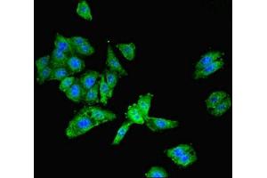 Immunofluorescent analysis of HepG2 cells using ABIN7153466 at dilution of 1:100 and Alexa Fluor 488-congugated AffiniPure Goat Anti-Rabbit IgG(H+L) (Galectin 9 抗体  (AA 1-240))
