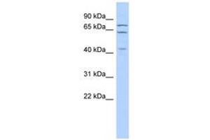 Image no. 1 for anti-E74 like ETS transcription factor 4 (Elf4) (AA 179-228) antibody (ABIN6742226) (Elf4 抗体  (AA 179-228))