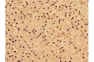Immunohistochemistry of paraffin-embedded human adrenal gland tissue using ABIN7143605 at dilution of 1:100 (AIP 抗体  (AA 105-294))