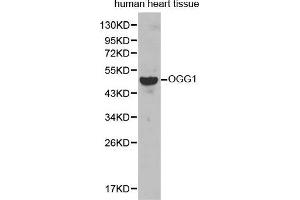 Western Blotting (WB) image for anti-8-Oxoguanine DNA Glycosylase (OGG1) (AA 1-345) antibody (ABIN3021937) (OGG1 抗体  (AA 1-345))