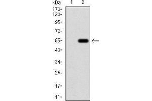 Western blot analysis using CSF3 mAb against HEK293 (1) and CSF3 (AA: 1-207)-hIgGFc transfected HEK293 (2) cell lysate.