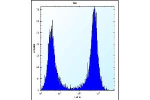 CTSK Antibody (Center ) (ABIN656812 and ABIN2846026) flow cytometric analysis of 293 cells (right histogram) compared to a negative control cell (left histogram). (Cathepsin K 抗体  (AA 97-126))