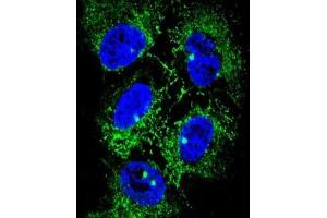 Immunofluorescence (IF) image for anti-Alcohol Dehydrogenase 7 (Class IV), mu Or sigma Polypeptide (ADH7) (AA 325-354), (C-Term) antibody (ABIN950340)