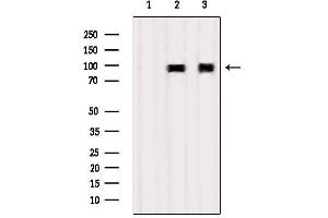 Western blot analysis of extracts from various samples, using TNFAIP3  Antibody. (TNFAIP3 抗体  (Internal Region))