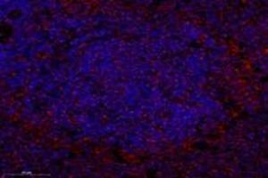 Immunofluorescent analysis of paraformaldehyde-fixed rat spleen using,SYTL2 (ABIN7075797) at dilution of 1: 1200 (SYTL2 抗体)