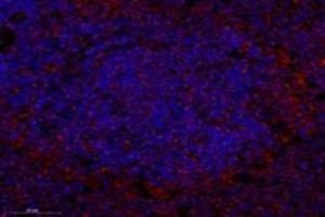 Immunofluorescent analysis of paraformaldehyde-fixed rat spleen using,SYTL2 (ABIN7075797) at dilution of 1: 1200