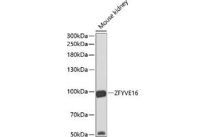 Western blot analysis of extracts of mouse kidney, using ZFYVE16 antibody (ABIN6129169, ABIN6150439, ABIN6150441 and ABIN6223717) at 1:1000 dilution. (ZFYVE16 抗体  (AA 1-280))