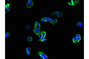 Immunofluorescent analysis of MCF-7 cells using ABIN7167429 at dilution of 1:100 and Alexa Fluor 488-congugated AffiniPure Goat Anti-Rabbit IgG(H+L) (ROMO1 抗体  (AA 45-79))