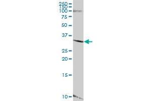 LYSMD4 MaxPab polyclonal antibody. (LYSMD4 抗体  (AA 1-297))